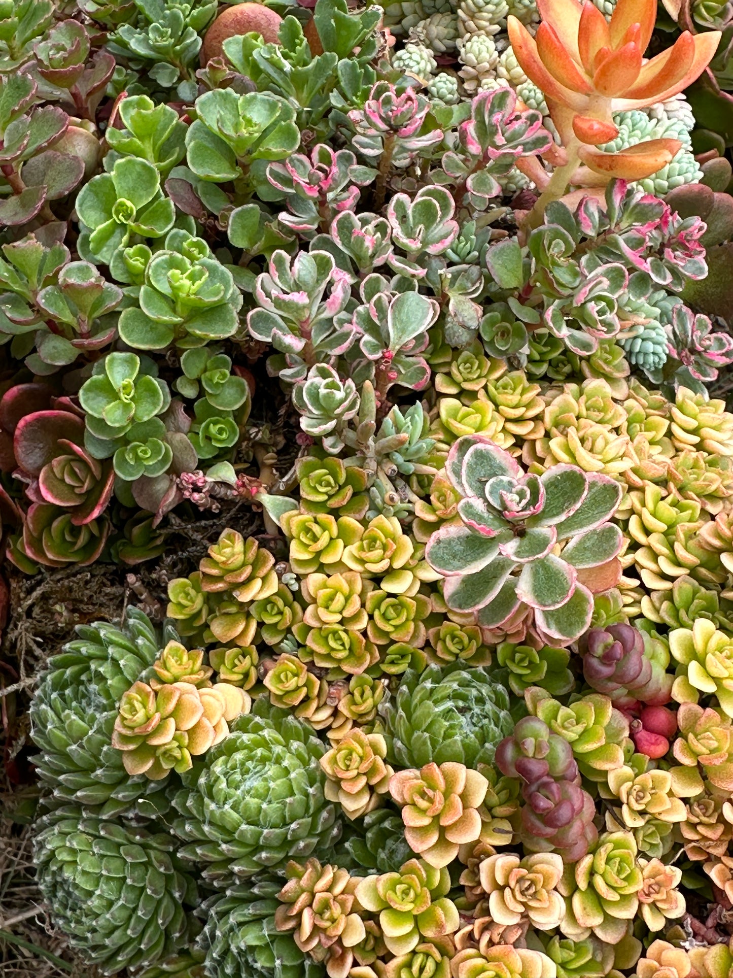 
                  
                    Handcrafted Succulent Wreath
                  
                