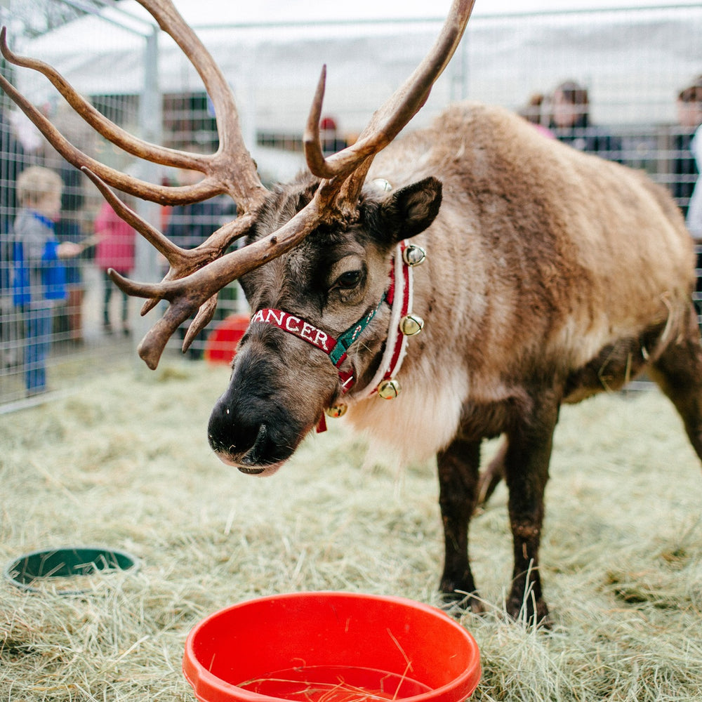 Dennis Seven Dees Reindeer Magic Event