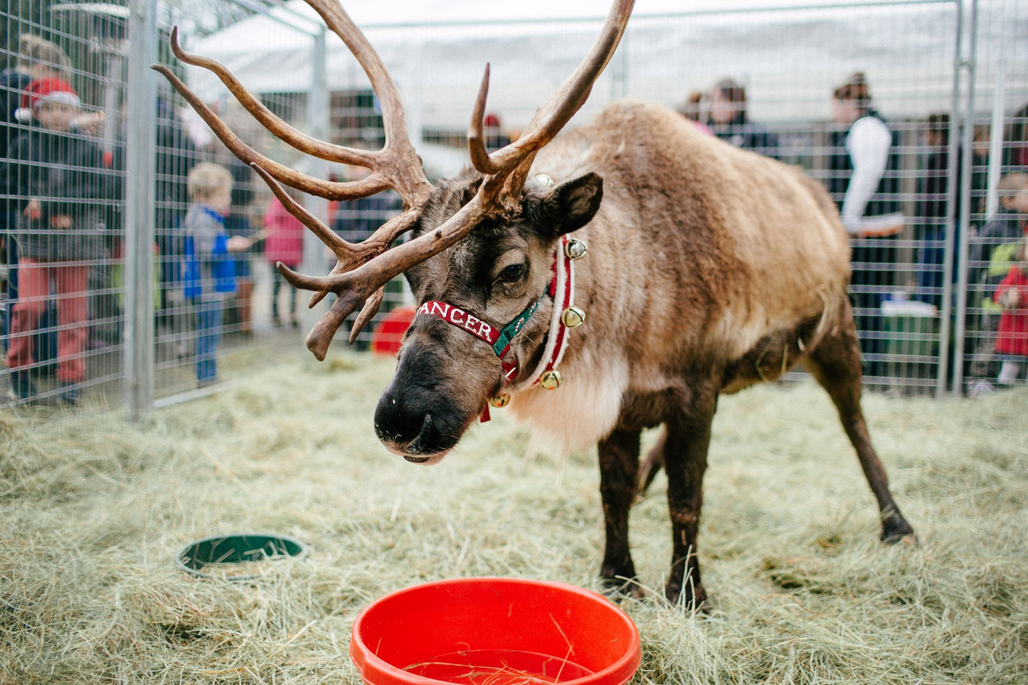 Dennis Seven Dees Reindeer Magic Event
