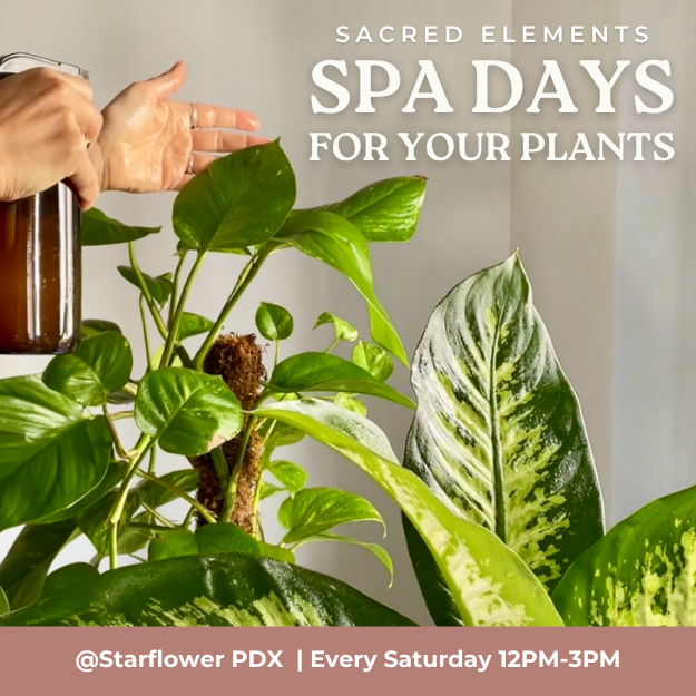 Spa Days For Your Plants