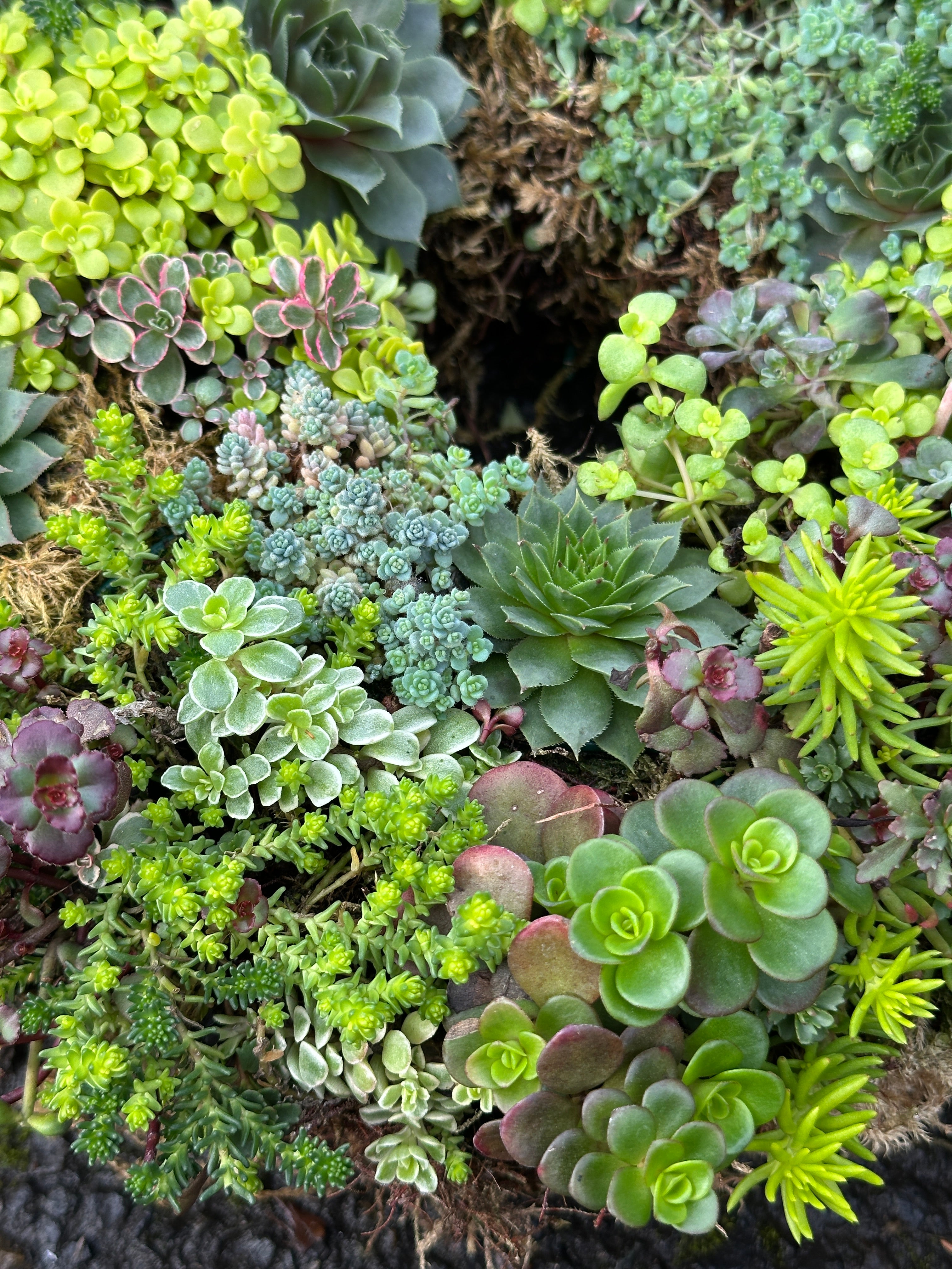 outdoor succulent wreath Handcrafted Succulent Wreath 12"