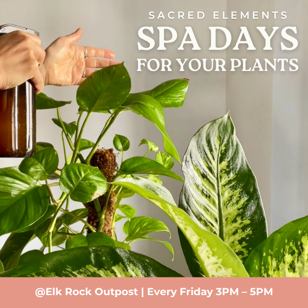 Spa Days For Your Plants