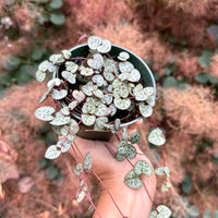 Silver Glory String of Hearts, Ceropegia Woodii, 4 inch