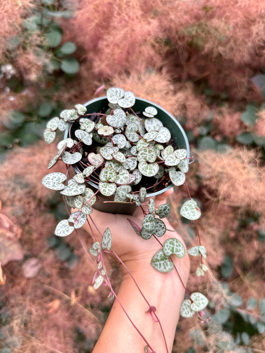 Silver Glory String of Hearts, Ceropegia Woodii, 4 inch