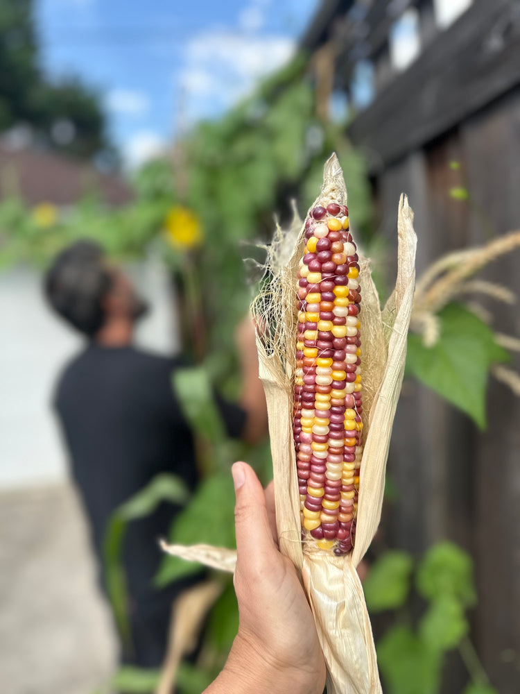 
                  
                    Glass Gem Corn
                  
                