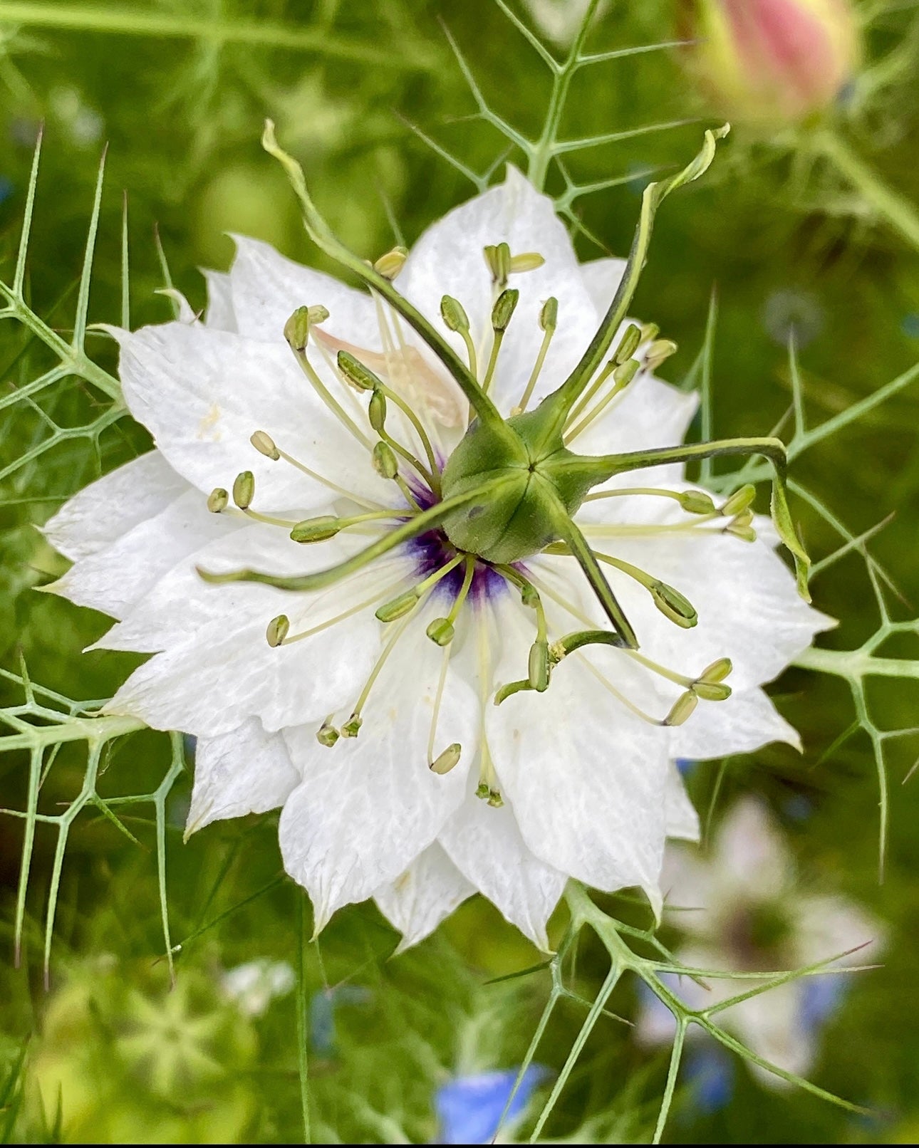 edible flower seeds australia Edible Flower Seed Collection