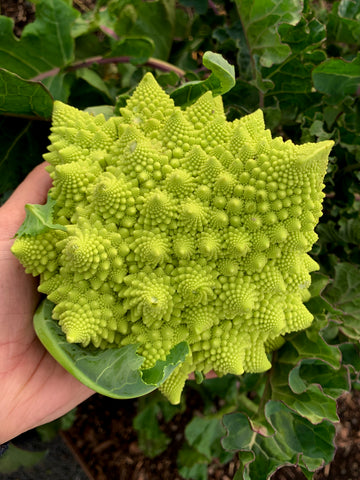Romanesco, Italian Heirloom Broccoli/Cauliflower Seeds