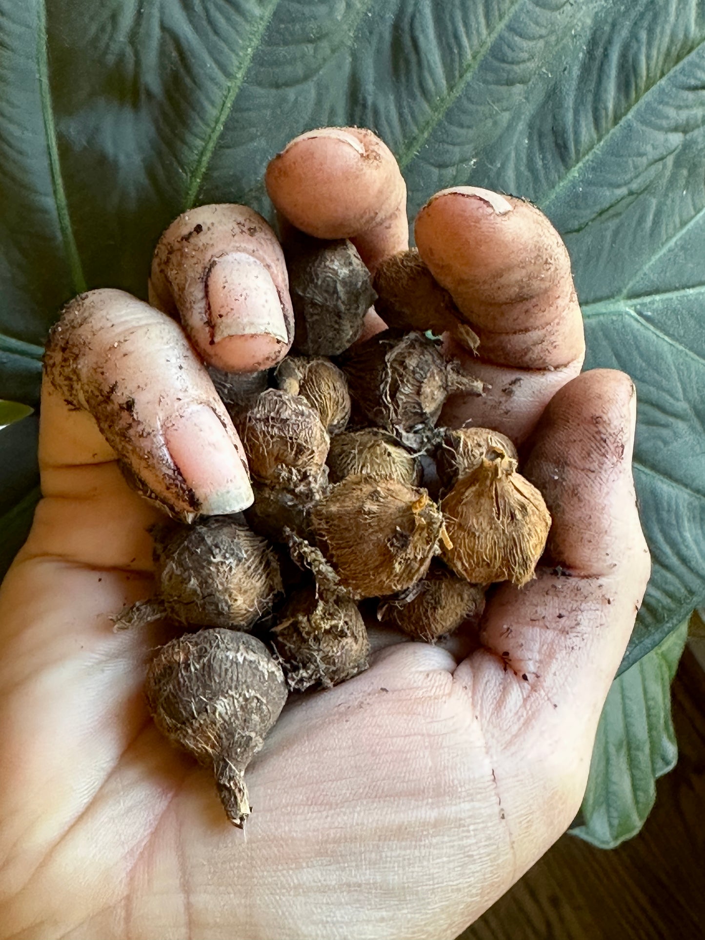 
                  
                    Alocasia 'Regal Shields' Corms
                  
                