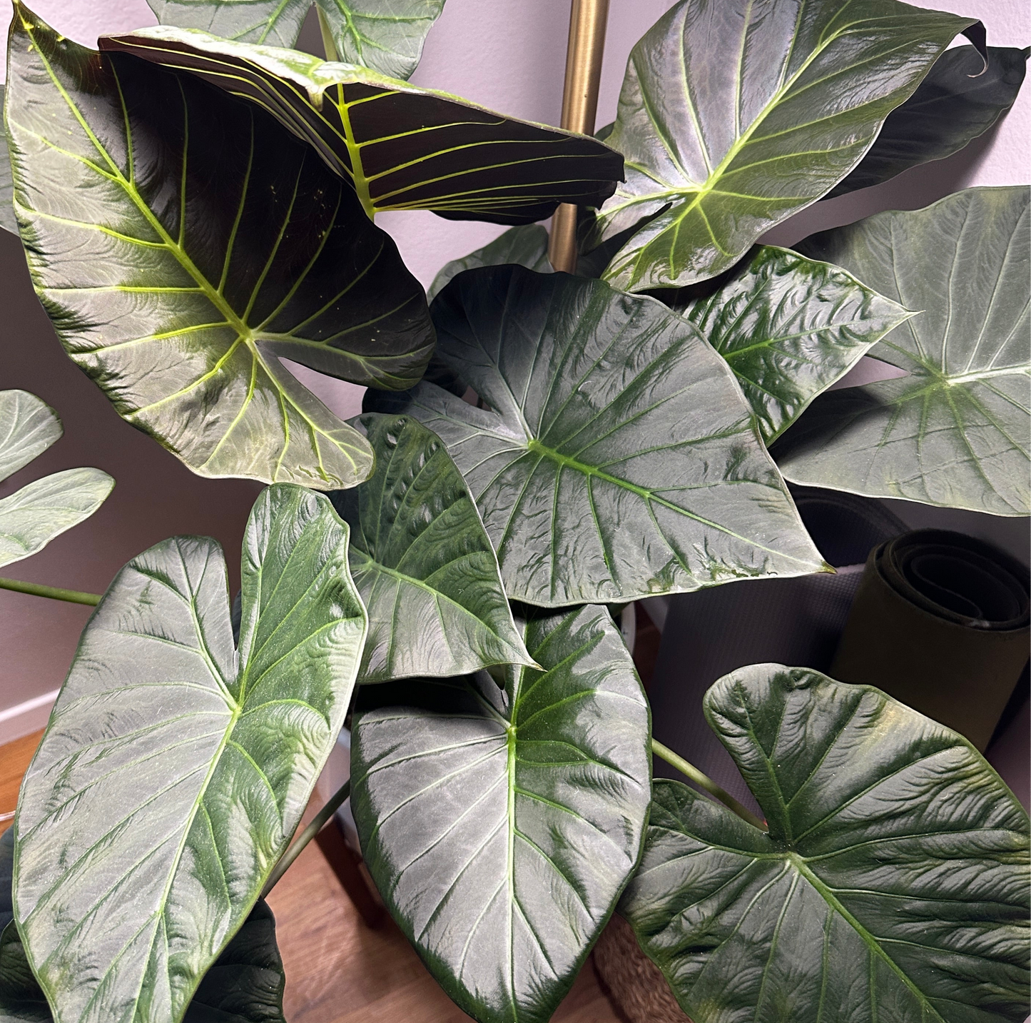 
                  
                    Alocasia 'Regal Shields' Corms
                  
                