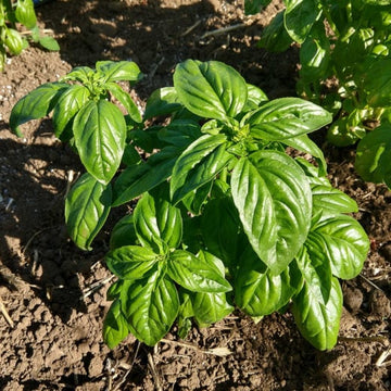 Basil Seeds - "Siracusa" Italian Heirloom