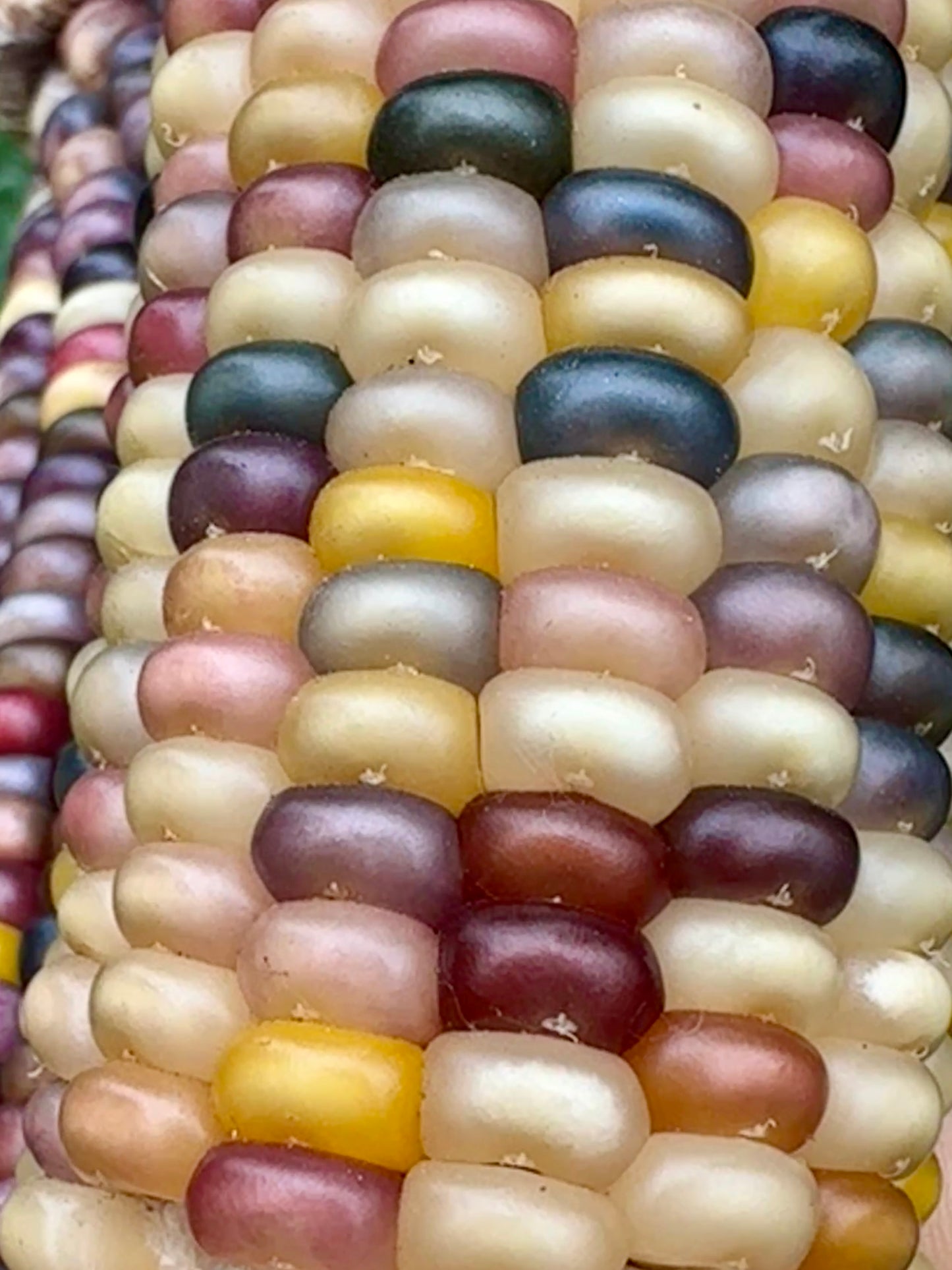 
                  
                    Glass Gem Corn
                  
                