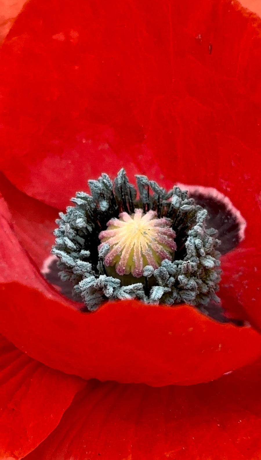 Field Poppy, Open pollinated Papavera Rhoeas