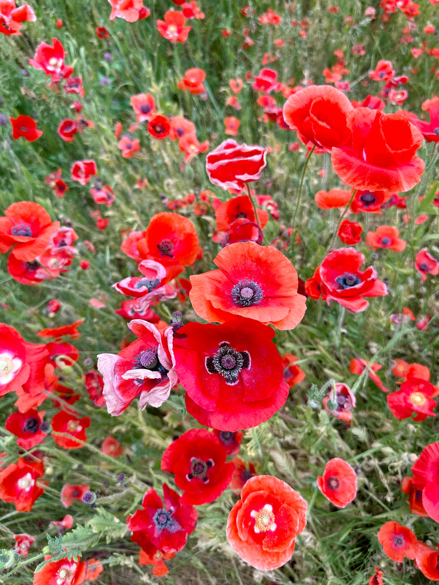 Field Poppy, Open pollinated Papavera Rhoeas