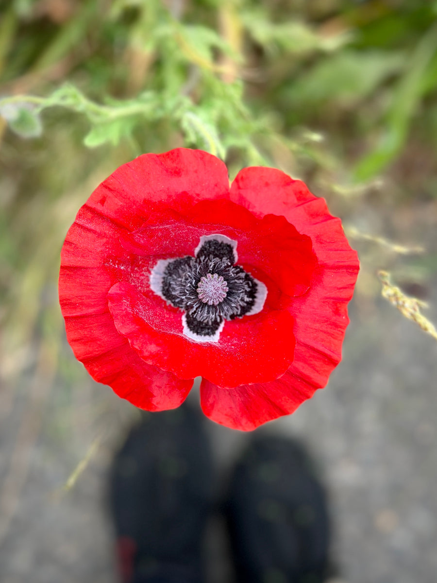 Field Poppy, Open pollinated Papavera Rhoeas