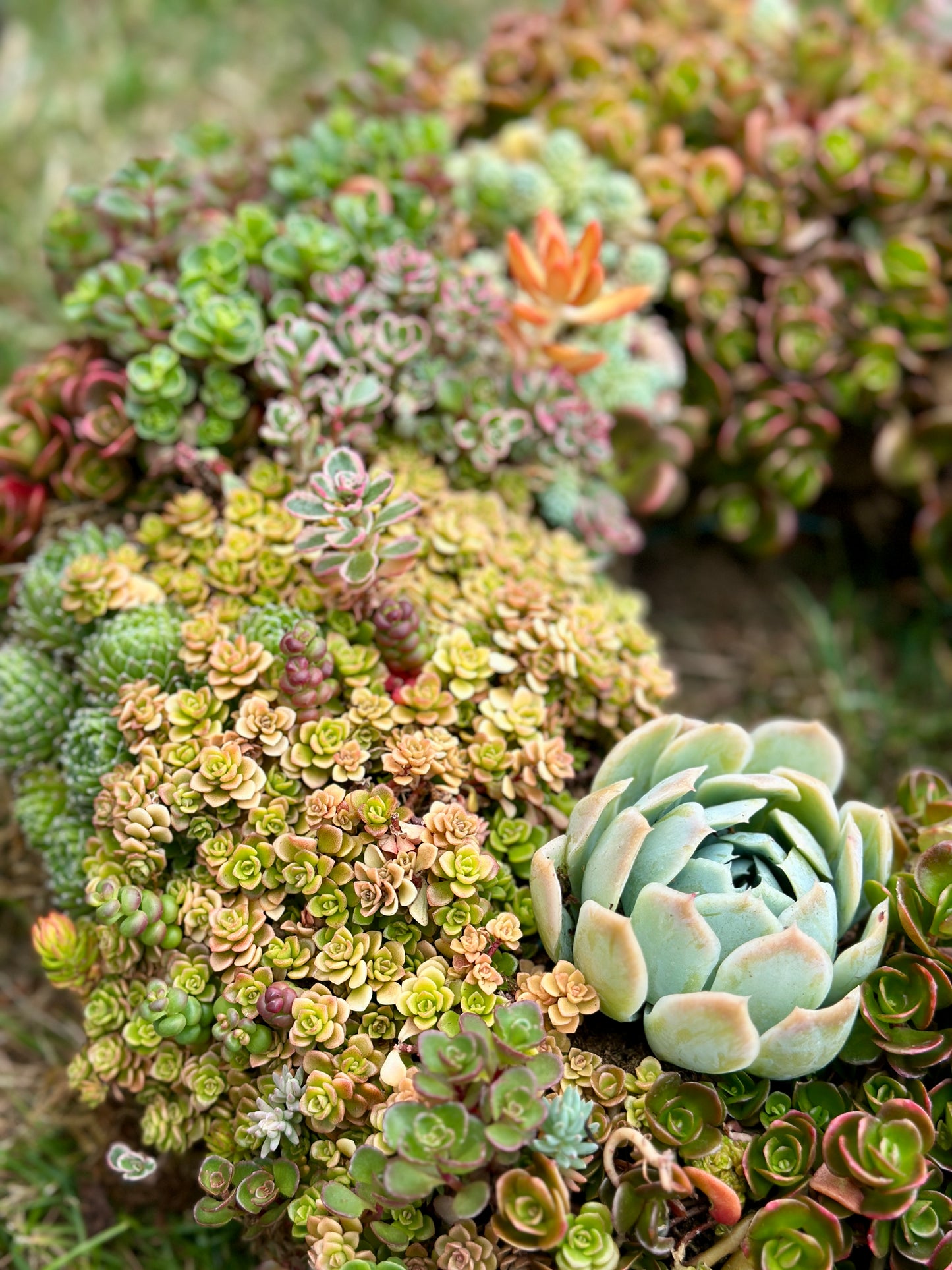 
                  
                    Handcrafted Succulent Wreath
                  
                
