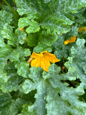 Zucchini Seeds - "San Pasquale" Italian Heirloom