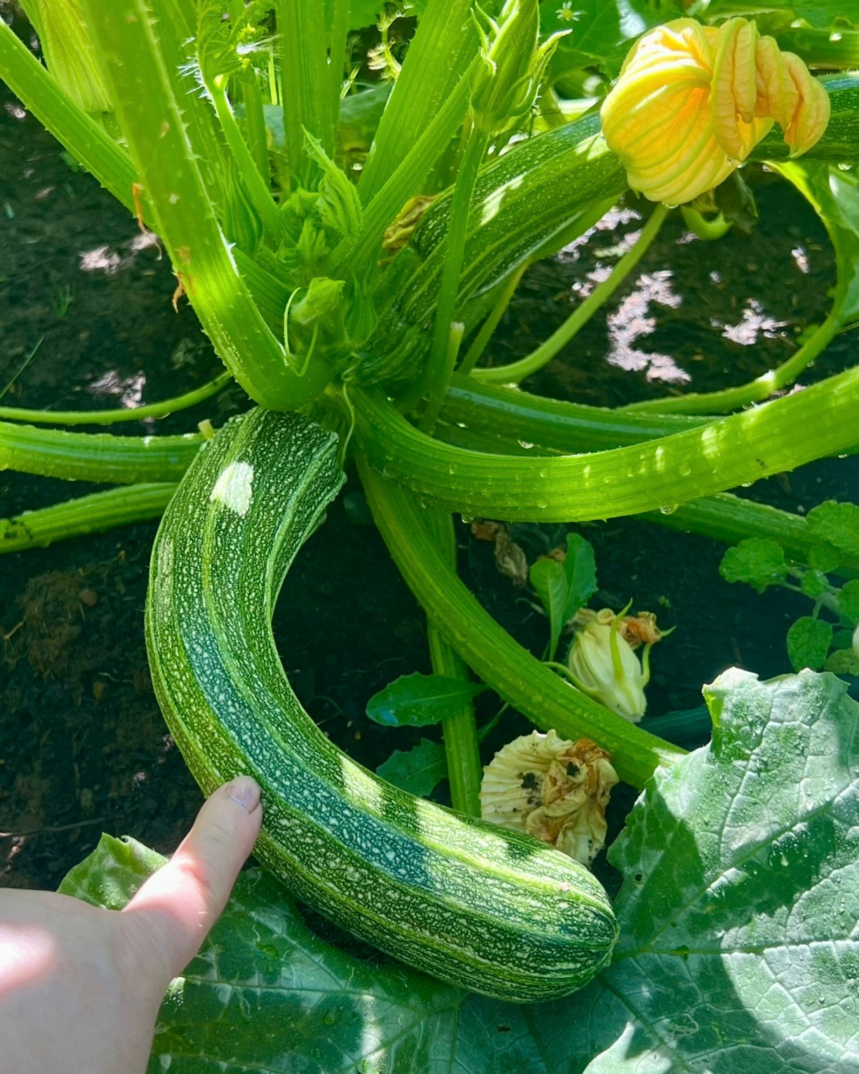 Zucchini Seeds - "San Pasquale" Italian Heirloom  Sacred Elements