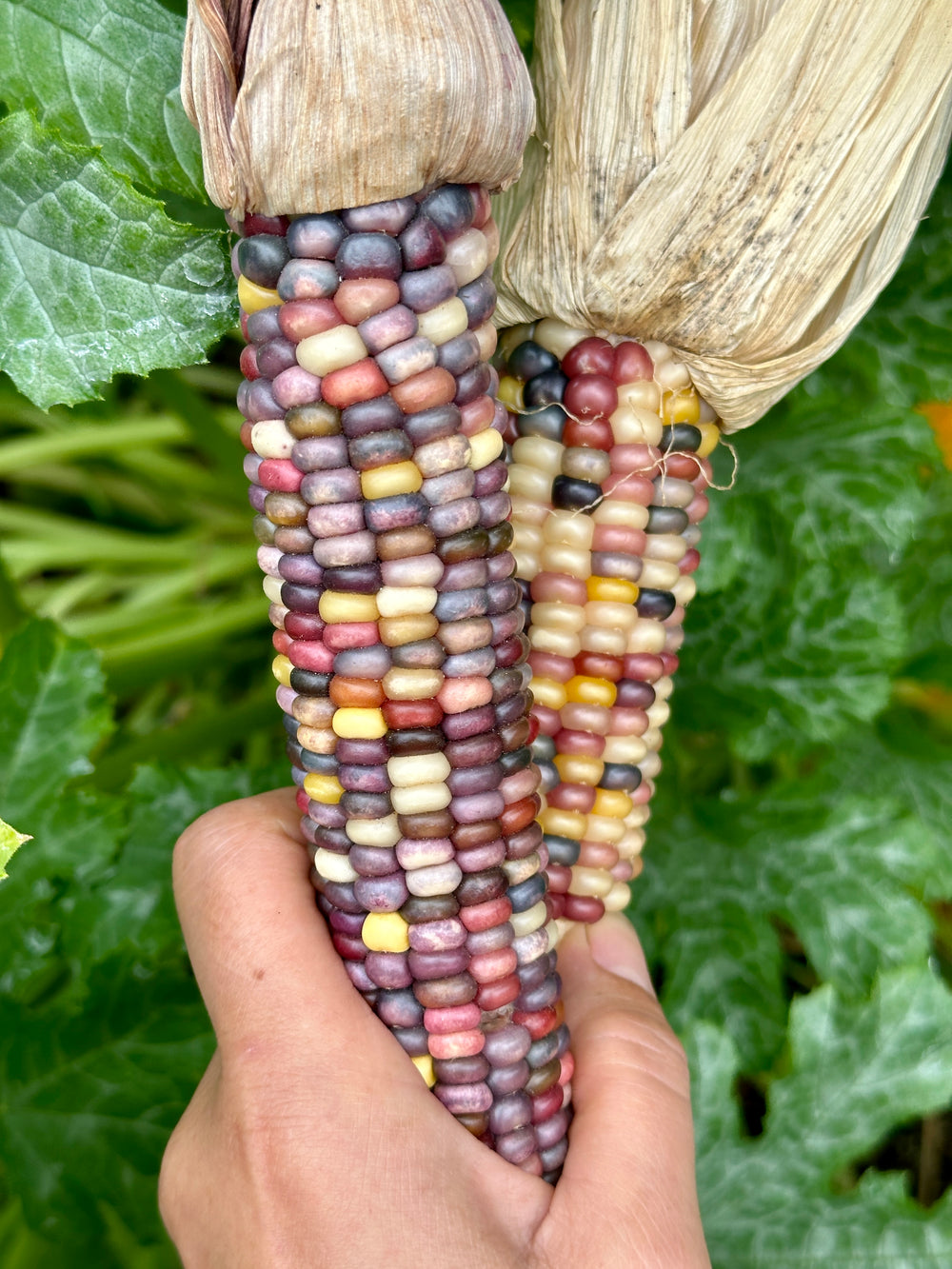 Glass Gem Corn