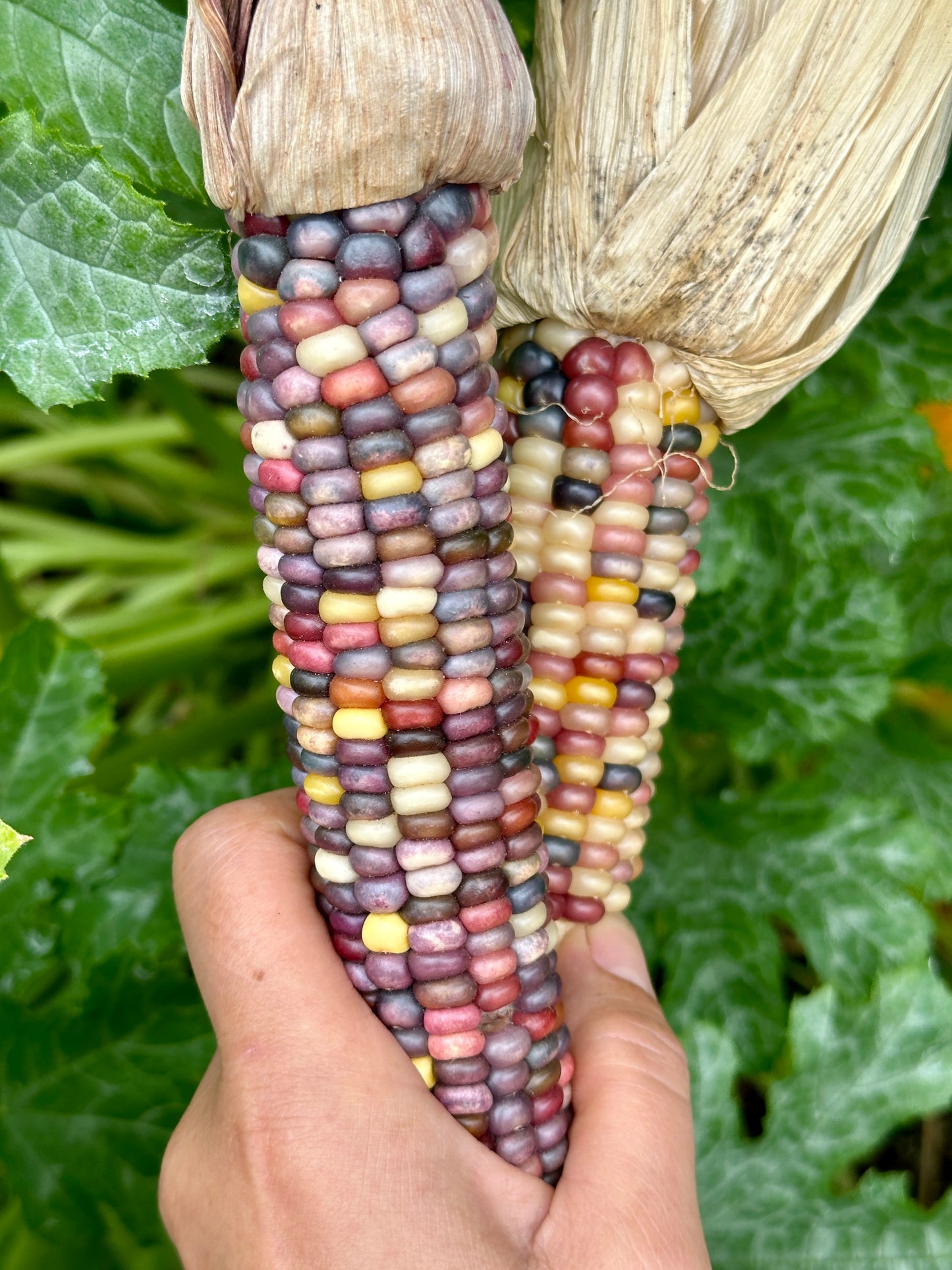 
                  
                    Glass Gem Corn
                  
                