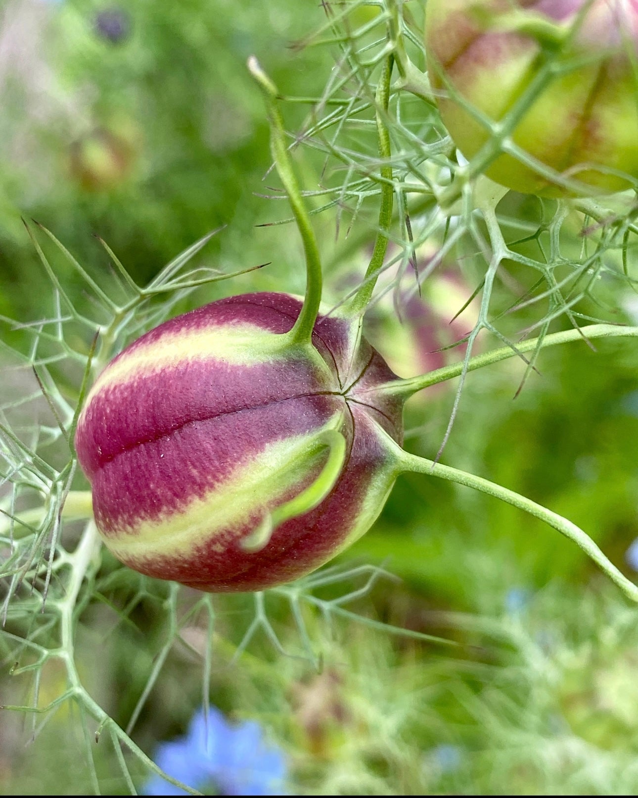 sacred plant seeds Edible Flower Seed Collection