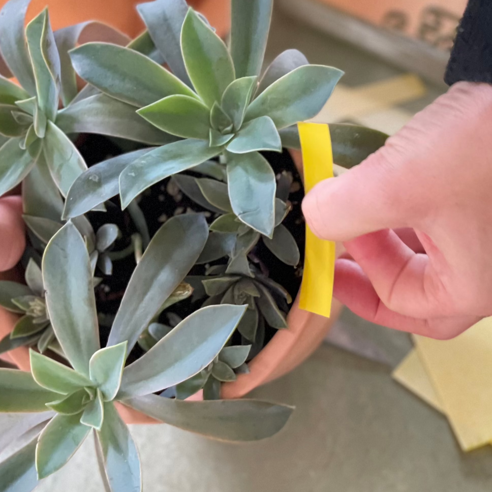 succulent gnats Gnats Be Gone Kit – Sacred Elements