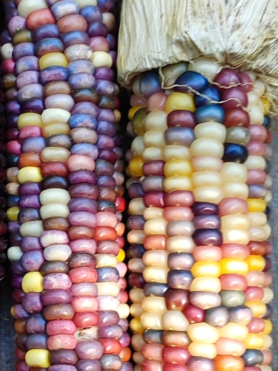 
                  
                    Glass Gem Corn
                  
                