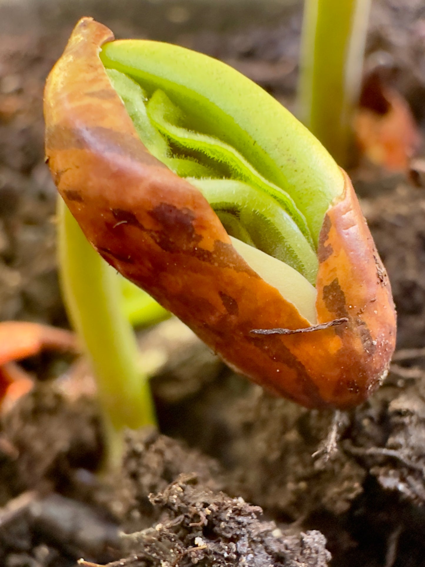 a bean plant produces seeds in long pods Bush Snap Bean Seeds