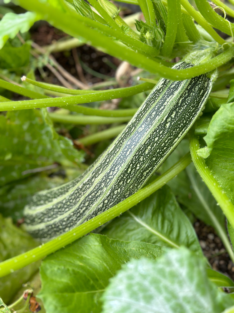 
                  
                    Zucchini Seeds - "San Pasquale" Italian Heirloom
                  
                