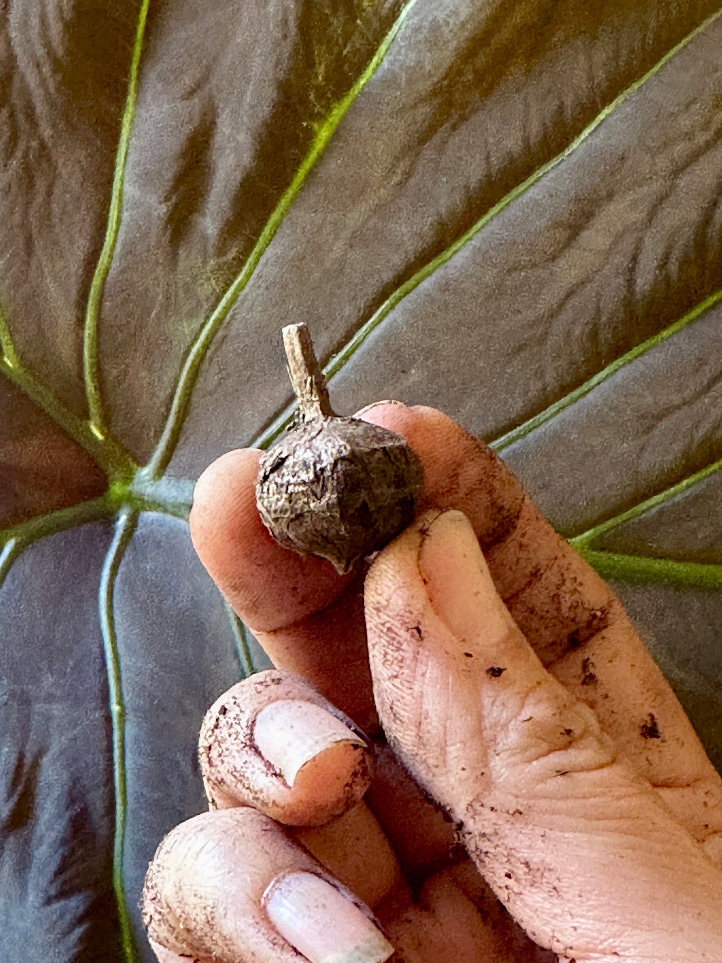 
                  
                    Alocasia 'Regal Shields' Corms
                  
                