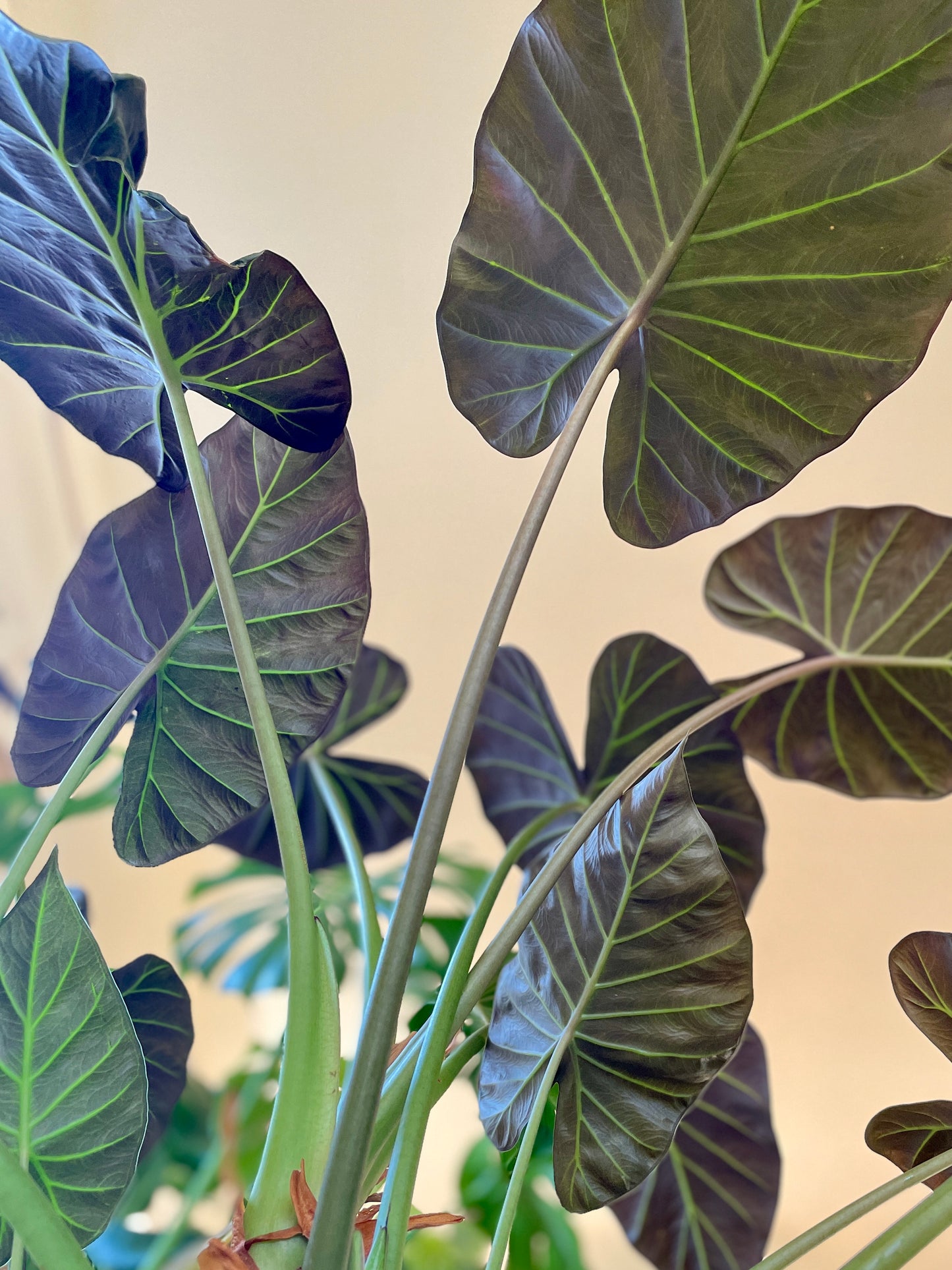 
                  
                    Alocasia 'Regal Shields' Corms
                  
                