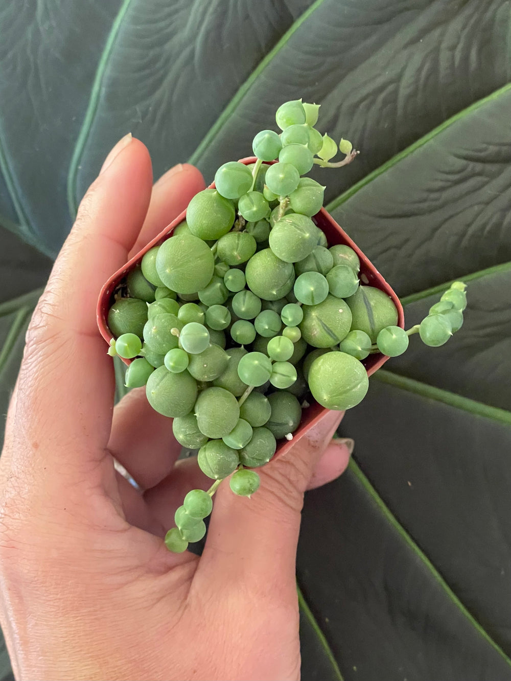 String of Pearls Succulent