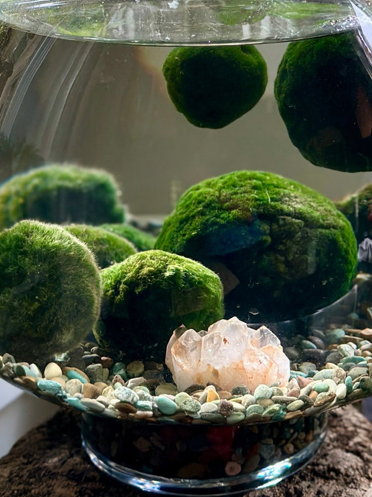 
                  
                    Marimo Water Garden
                  
                