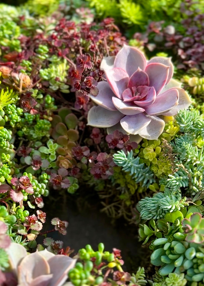 
                  
                    Handcrafted Succulent Wreath
                  
                