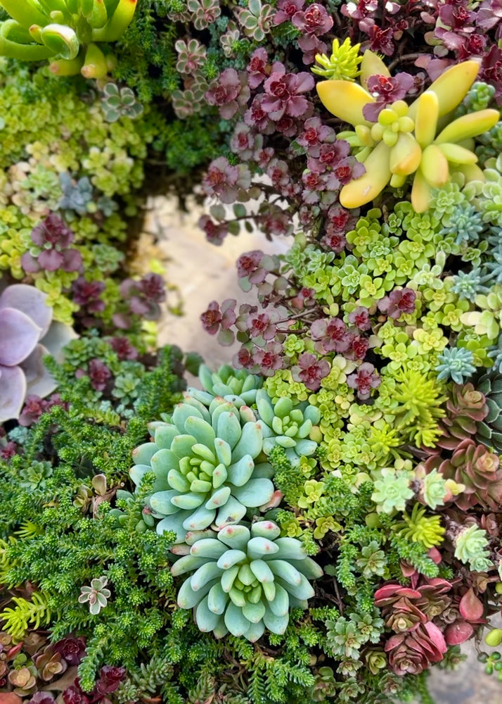 
                  
                    Handcrafted Succulent Wreath
                  
                