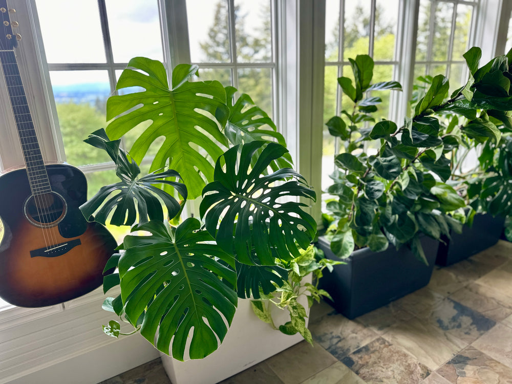Interior Plant Design & Styling