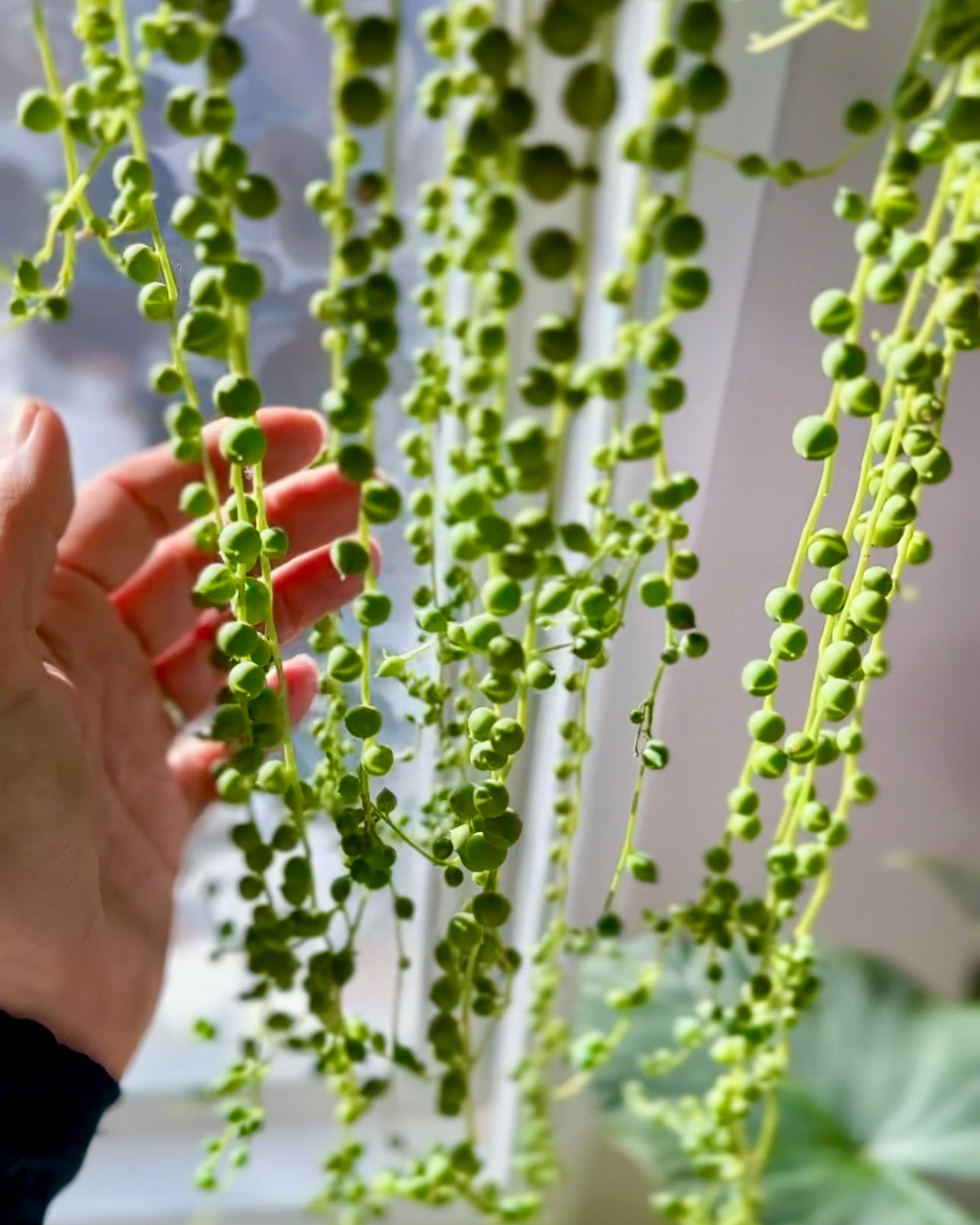 
                  
                    String of Pearls Succulent
                  
                