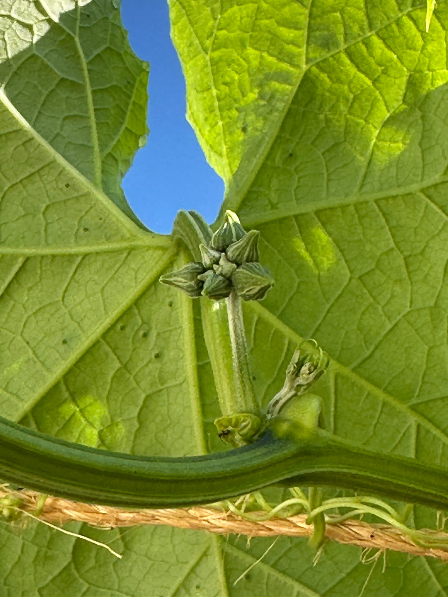 
                  
                    Luffa (Loofah) Sponge Gourd Seeds
                  
                