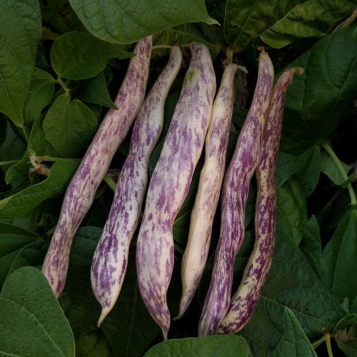 Bush Snap Bean Seeds - 