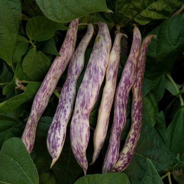 Bush Snap Bean Seeds - "Marvel of Piedmont" Italian Heirloom