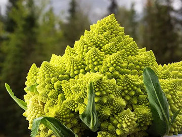 Romanesco Broccoli (Cauliflower) Seeds - "Romanesco Italia" Heirloom