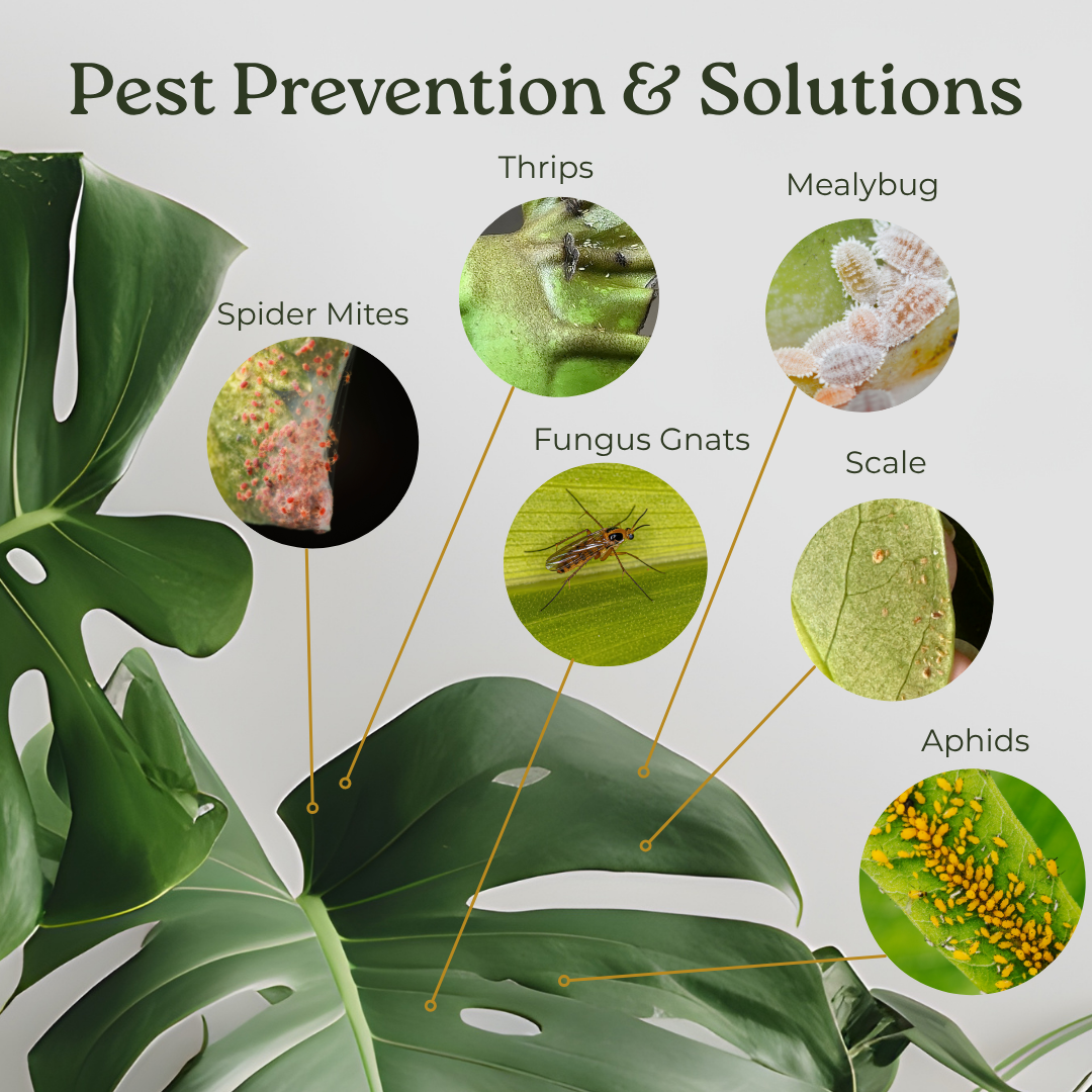
                  
                    Essential Plant Care Kit
                  
                