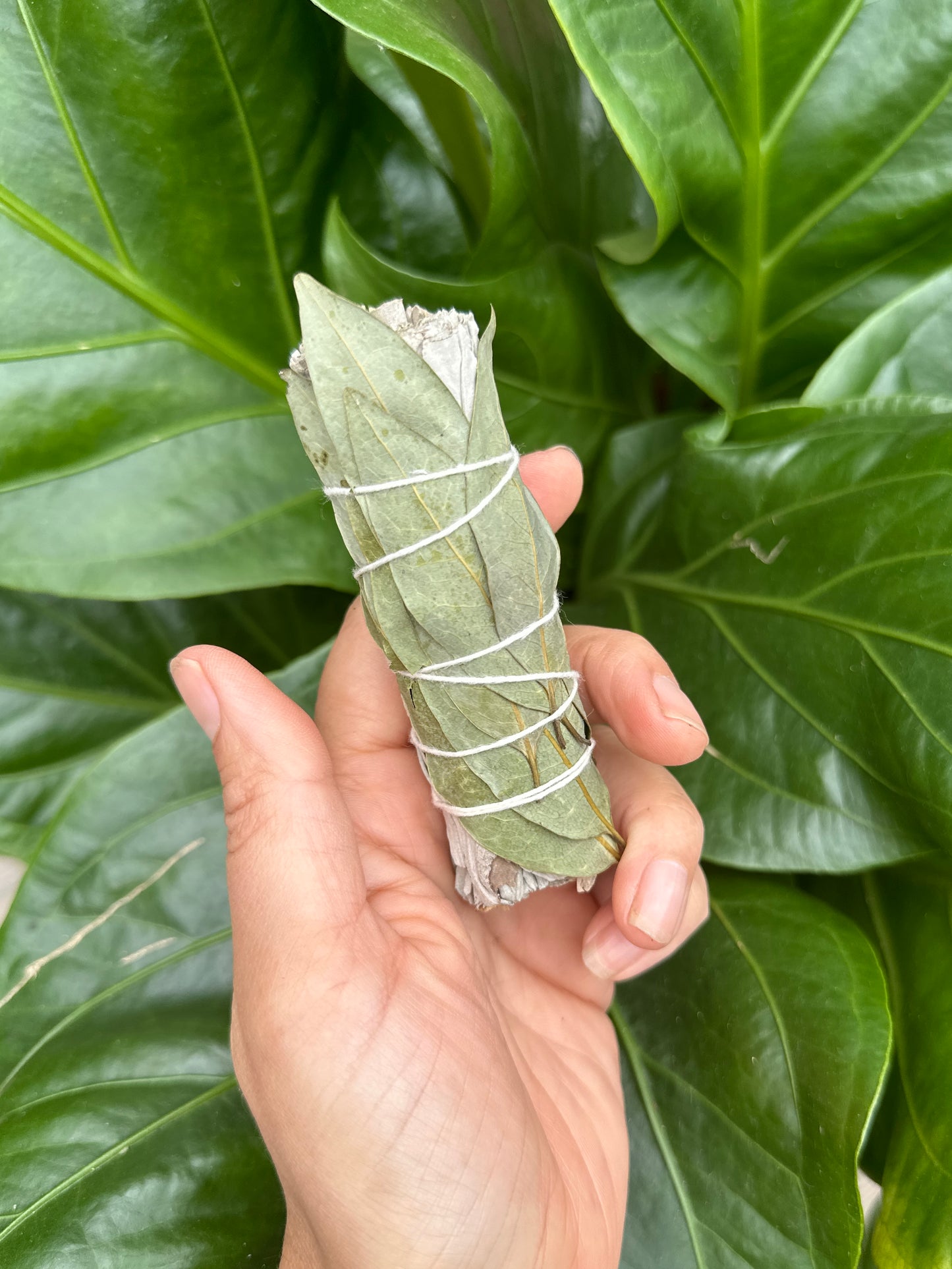 
                  
                    White Sage Bundle
                  
                