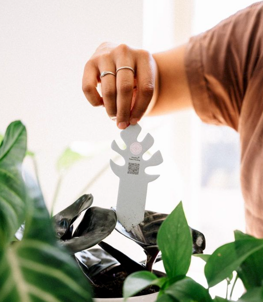 
                  
                    PlantDoc Monstera: Biodegradable Color-Changing Moisture Meter
                  
                