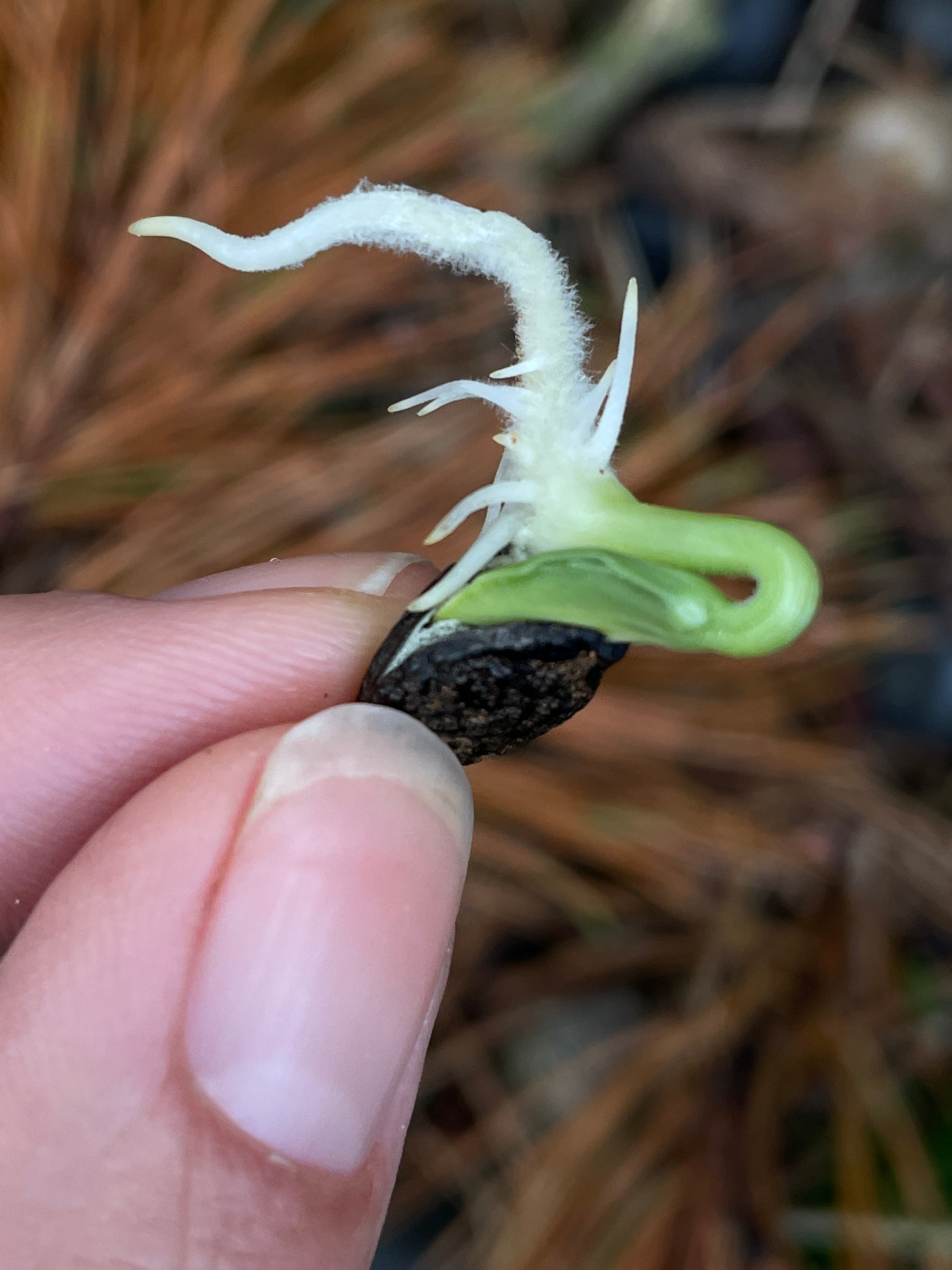 luffa plant seeds Luffa (Loofah) Sponge Gourd Seeds – Sacred Elements