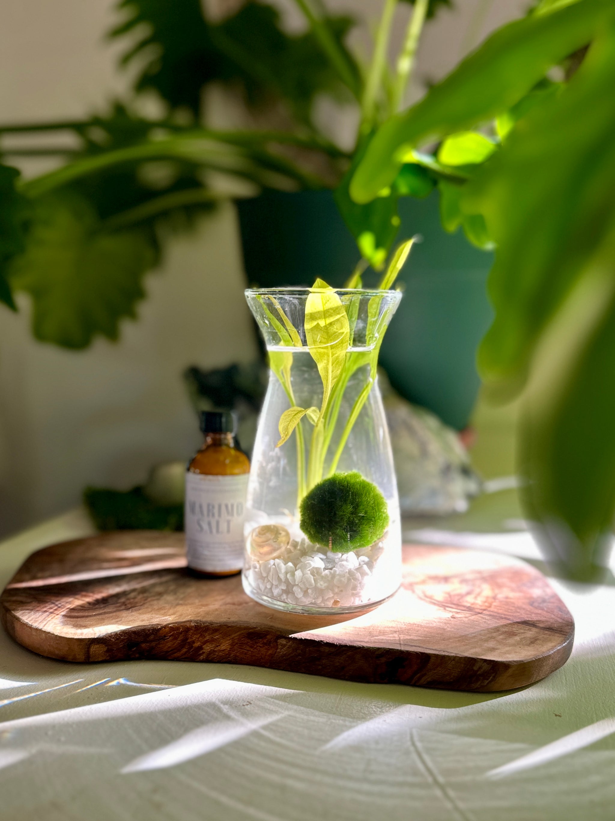 Marimo – Sacred Elements