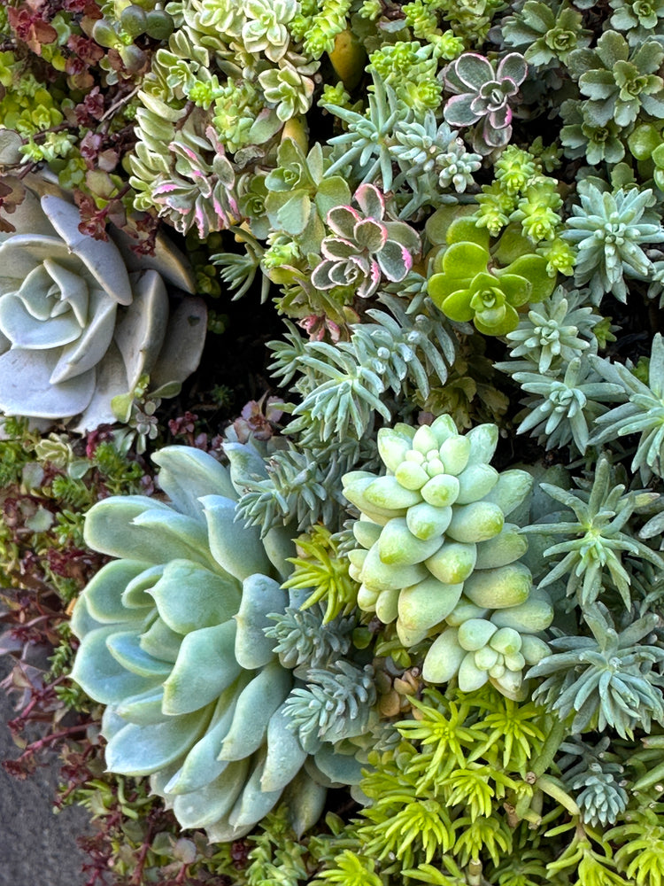 
                  
                    Handcrafted Succulent Wreath
                  
                