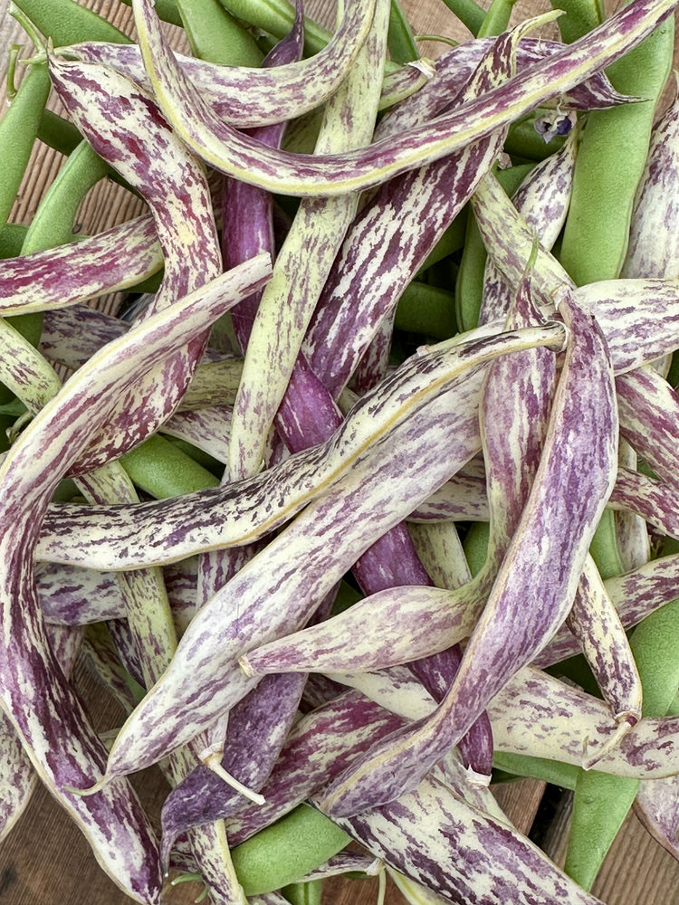 
                  
                    Bush Snap Bean Seeds - "Marvel of Piedmont" Italian Heirloom
                  
                