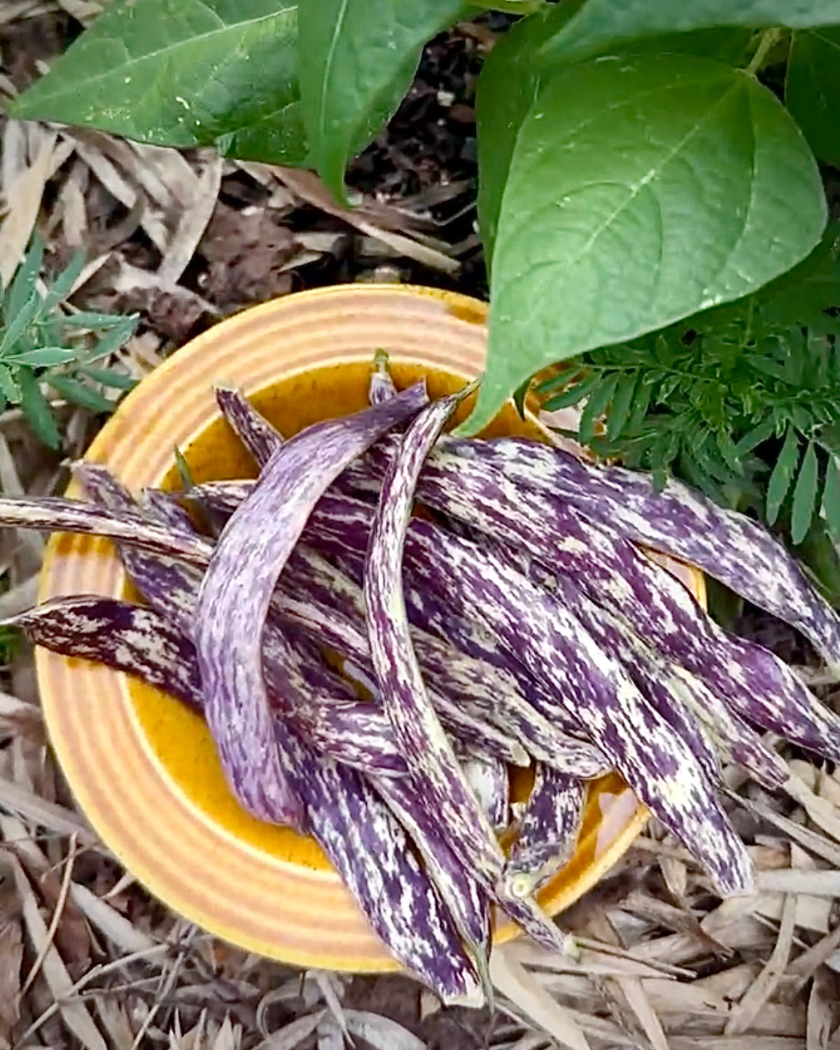 
                  
                    Bush Snap Bean Seeds - "Marvel of Piedmont" Italian Heirloom
                  
                