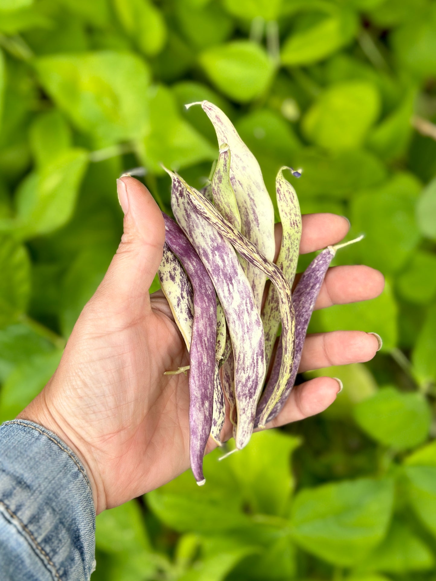 
                  
                    Bush Snap Bean Seeds - "Marvel of Piedmont" Italian Heirloom
                  
                