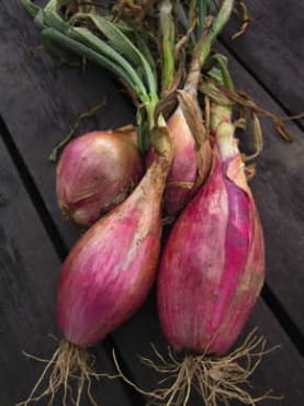 Sweet Onion Seeds - 'Rossa Lunga di Tropea' Italian Heirloom